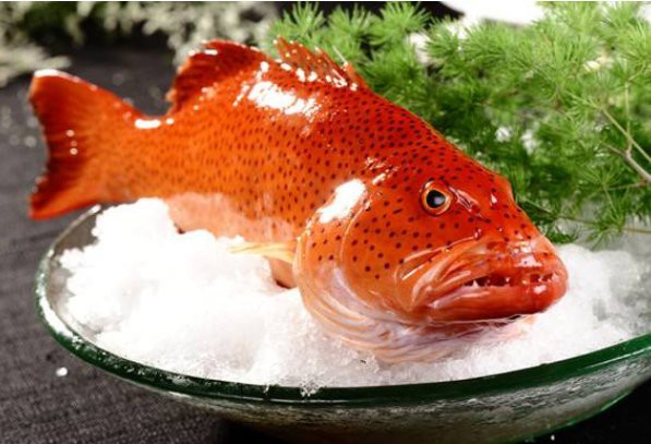 東星斑算是貴的魚嗎【東星斑在魚類中的佼佼者地位,成吉思汗在魚類中的佼佼者地位】