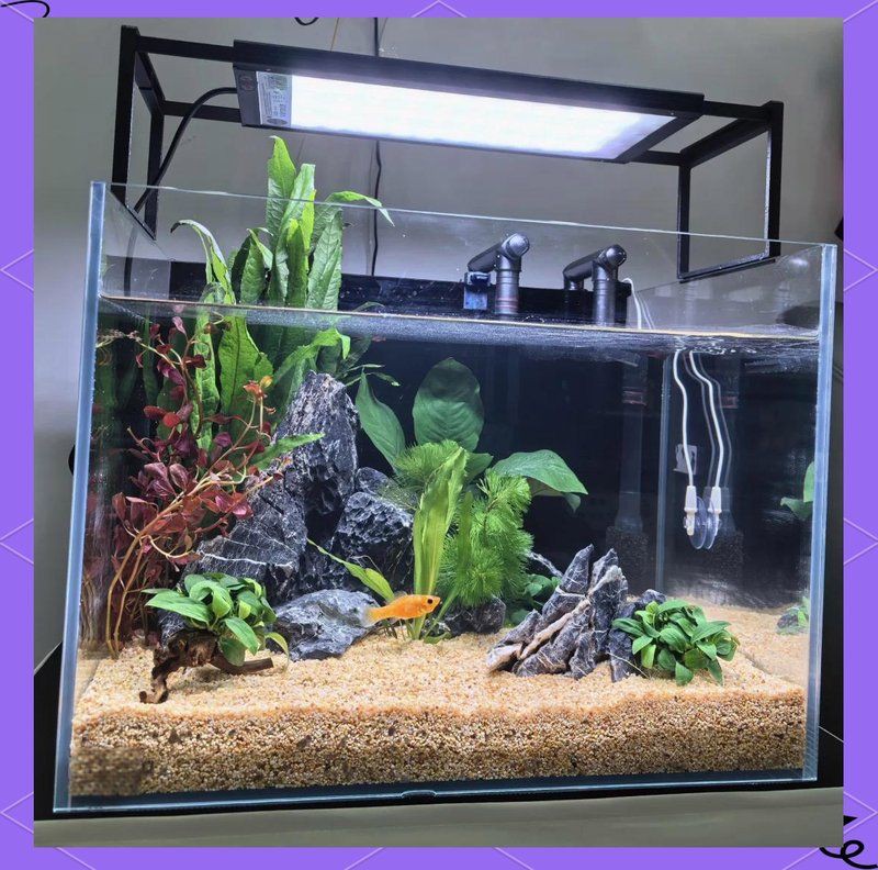 忻州魚缸店【忻州七秒魚缸新門頭亮相，安全更有保障】 忻州魚缸店【忻州七秒魚缸新門頭亮相，安全更有保障】 全國水族館企業名錄 第6張