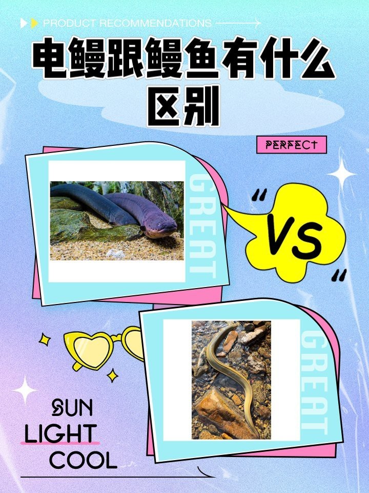 電鰻和鰻魚是一種魚嗎【電鰻和鰻魚是一種鰻魚嗎百度教育電鰻是一種鰻魚嗎】 電鰻和鰻魚是一種魚嗎【電鰻和鰻魚是一種鰻魚嗎百度教育電鰻是一種鰻魚嗎】 龍魚論壇 第5張
