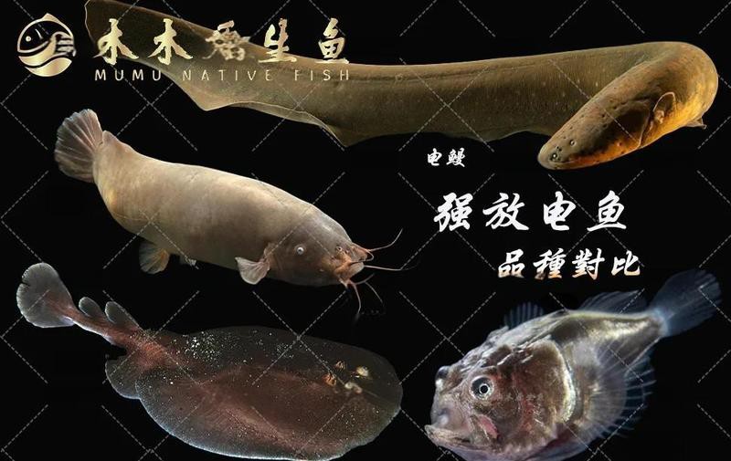 電鰻和鰻魚是一種魚嗎【電鰻和鰻魚是一種鰻魚嗎百度教育電鰻是一種鰻魚嗎】 電鰻和鰻魚是一種魚嗎【電鰻和鰻魚是一種鰻魚嗎百度教育電鰻是一種鰻魚嗎】 龍魚論壇 第6張