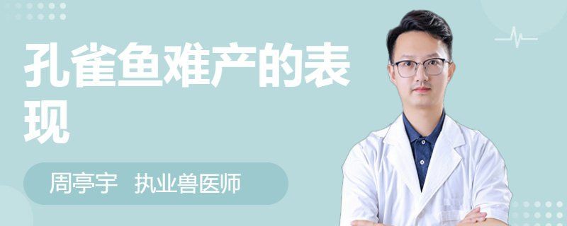 母孔雀魚亂竄像瘋了一樣【孔雀魚為什么總是攻擊公魚，這正常嗎】 母孔雀魚亂竄像瘋了一樣【孔雀魚為什么總是攻擊公魚，這正常嗎】 龍魚百科 第2張