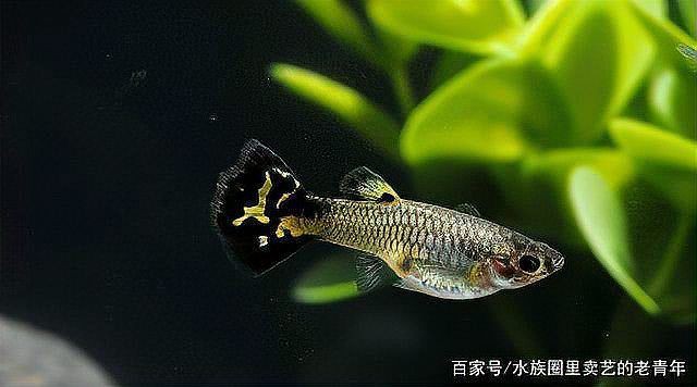 母孔雀魚亂竄像瘋了一樣【孔雀魚為什么總是攻擊公魚，這正常嗎】 母孔雀魚亂竄像瘋了一樣【孔雀魚為什么總是攻擊公魚，這正常嗎】 龍魚百科 第6張