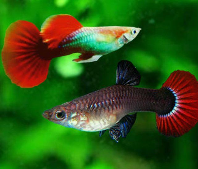 母孔雀魚亂竄像瘋了一樣【孔雀魚為什么總是攻擊公魚，這正常嗎】 母孔雀魚亂竄像瘋了一樣【孔雀魚為什么總是攻擊公魚，這正常嗎】 龍魚百科 第3張