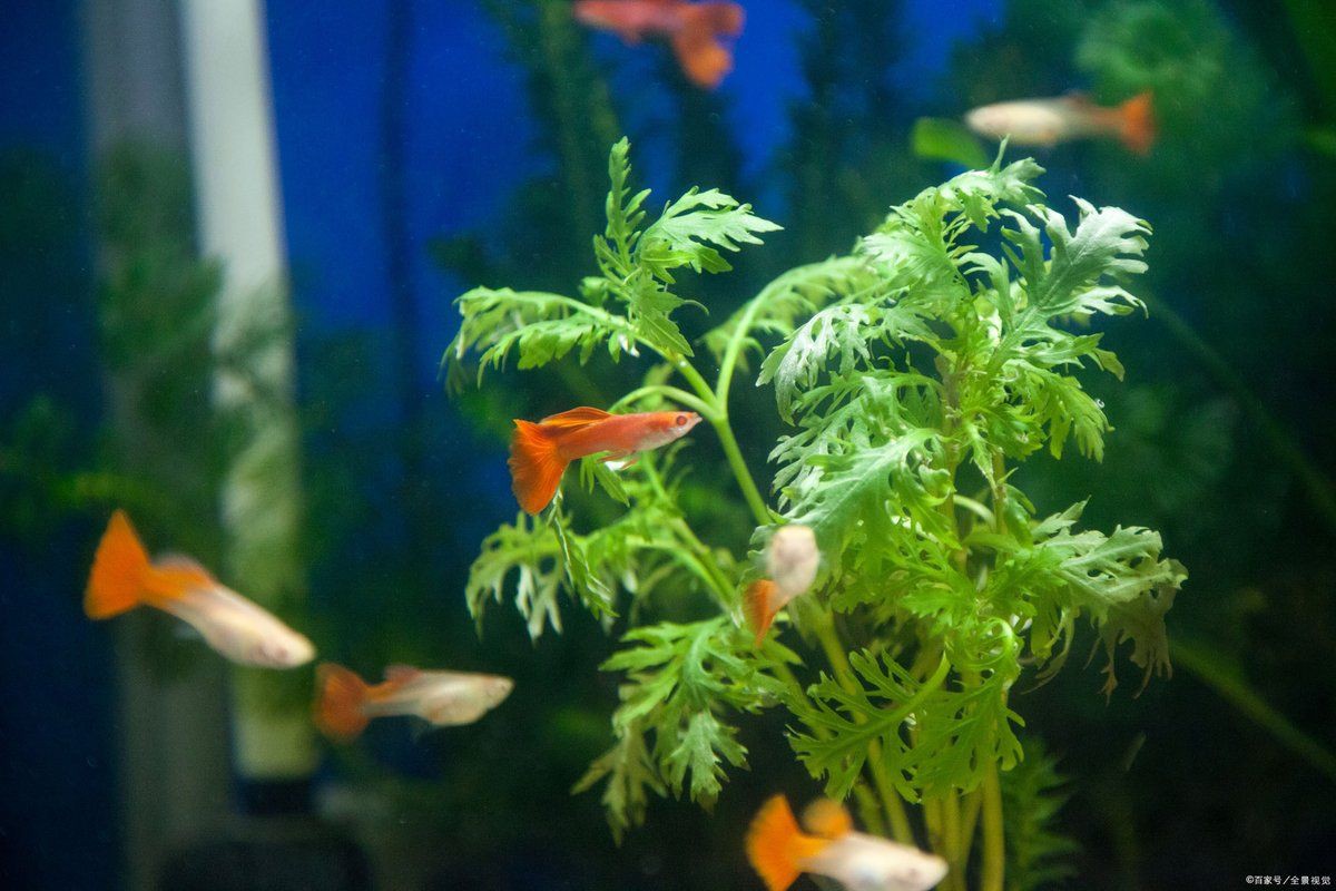 母孔雀魚亂竄像瘋了一樣【孔雀魚為什么總是攻擊公魚，這正常嗎】 母孔雀魚亂竄像瘋了一樣【孔雀魚為什么總是攻擊公魚，這正常嗎】 龍魚百科 第4張