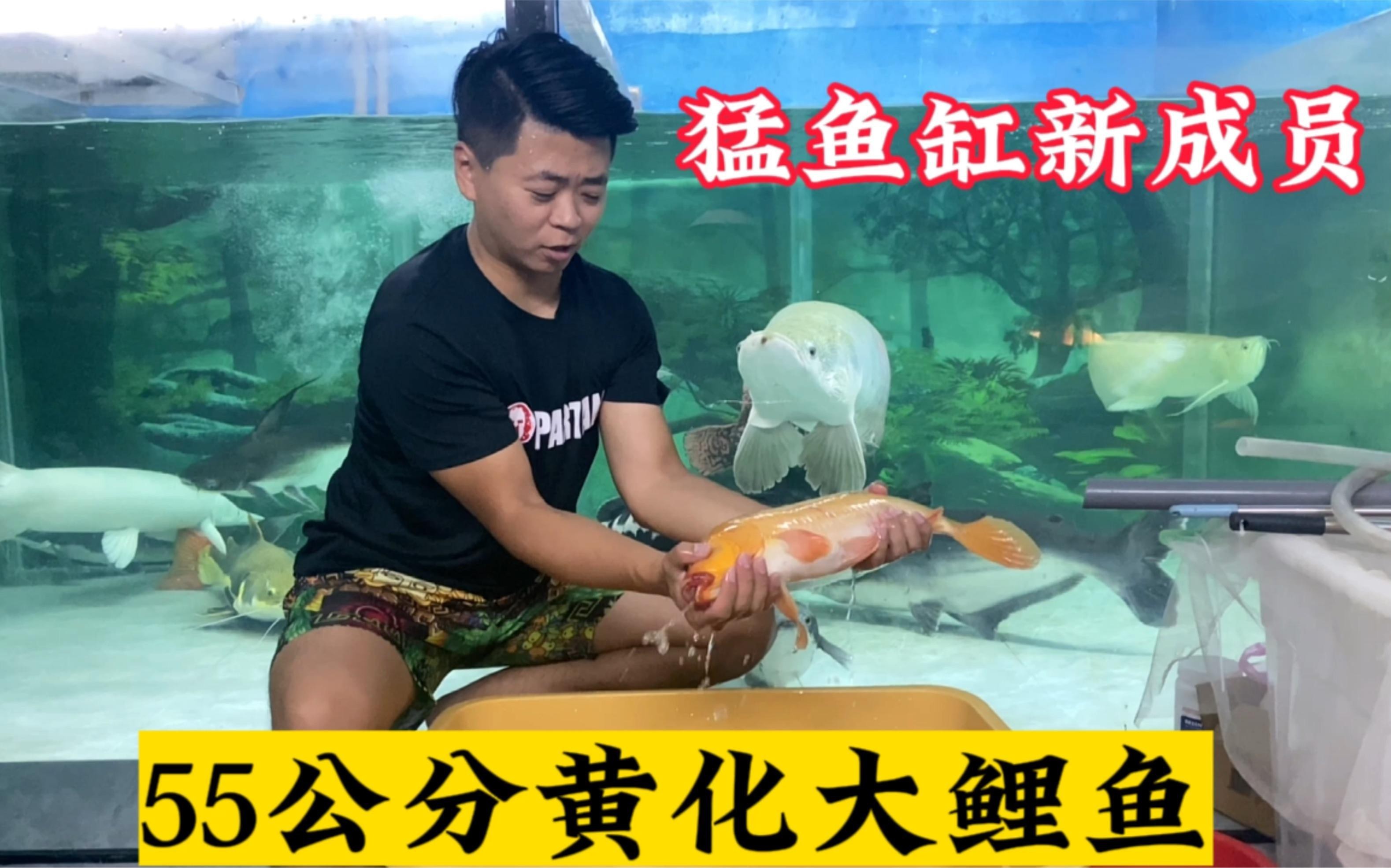 愛養(yǎng)魚的龍龍全部視頻【“愛養(yǎng)魚的龍龍全部視頻”聚焦于博主龍龍圍繞養(yǎng)魚展開的一系列精彩內(nèi)容】