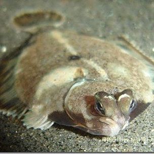 閩南皇帝魚【清蒸皇帝魚怎么做_清蒸皇帝魚的做法_長樂人經常吃的這種魚】