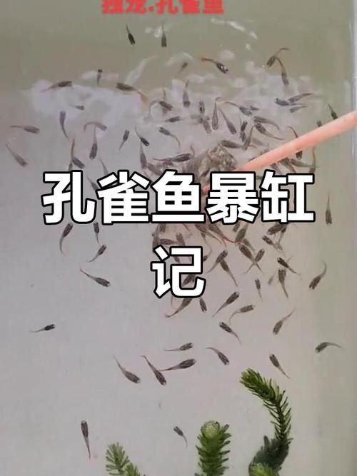 孔雀魚1～3個月成長圖【“孔雀魚1～3個月成長圖”系統(tǒng)記錄了該物種早期發(fā)育的關(guān)鍵階段】