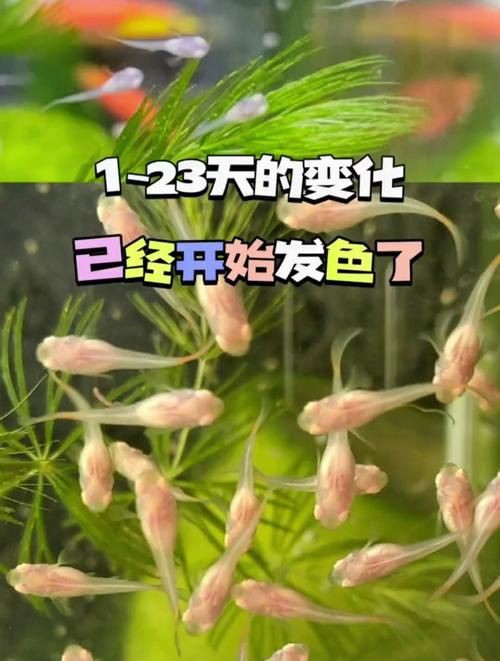 孔雀魚1～3個月成長圖【“孔雀魚1～3個月成長圖”系統(tǒng)記錄了該物種早期發(fā)育的關(guān)鍵階段】