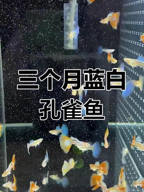 孔雀魚1～3個月成長圖【“孔雀魚1～3個月成長圖”系統(tǒng)記錄了該物種早期發(fā)育的關(guān)鍵階段】