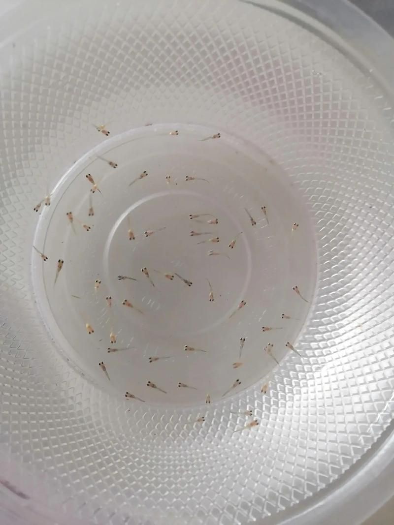 孔雀魚1～3個月成長圖【“孔雀魚1～3個月成長圖”系統(tǒng)記錄了該物種早期發(fā)育的關(guān)鍵階段】