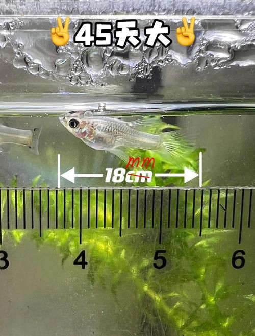 孔雀魚1～3個月成長圖【“孔雀魚1～3個月成長圖”系統(tǒng)記錄了該物種早期發(fā)育的關(guān)鍵階段】