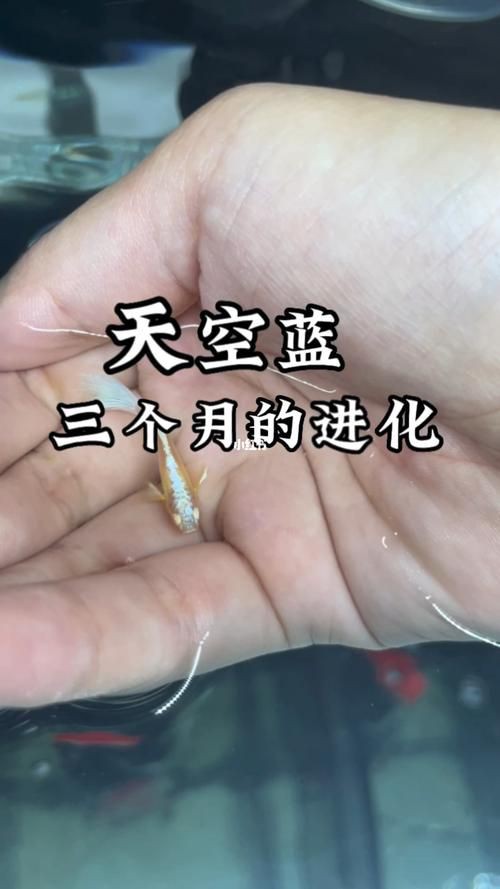 孔雀魚1～3個月成長圖【“孔雀魚1～3個月成長圖”系統(tǒng)記錄了該物種早期發(fā)育的關(guān)鍵階段】
