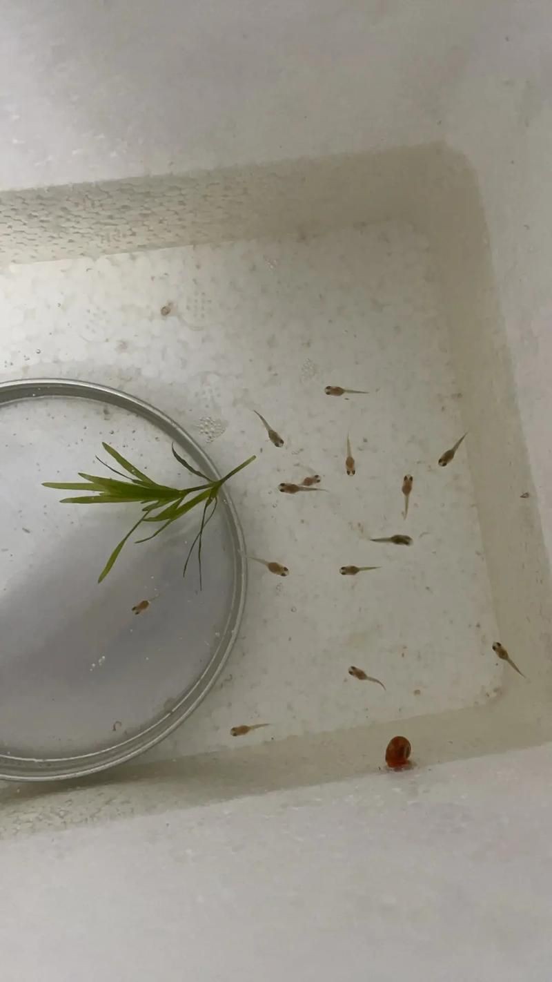 孔雀魚1～3個月成長圖【“孔雀魚1～3個月成長圖”系統(tǒng)記錄了該物種早期發(fā)育的關(guān)鍵階段】