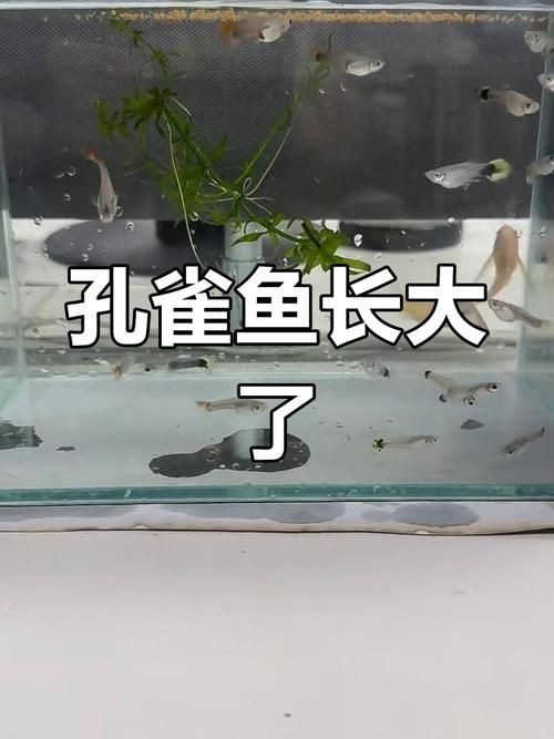 孔雀魚1～3個月成長圖【“孔雀魚1～3個月成長圖”系統(tǒng)記錄了該物種早期發(fā)育的關(guān)鍵階段】