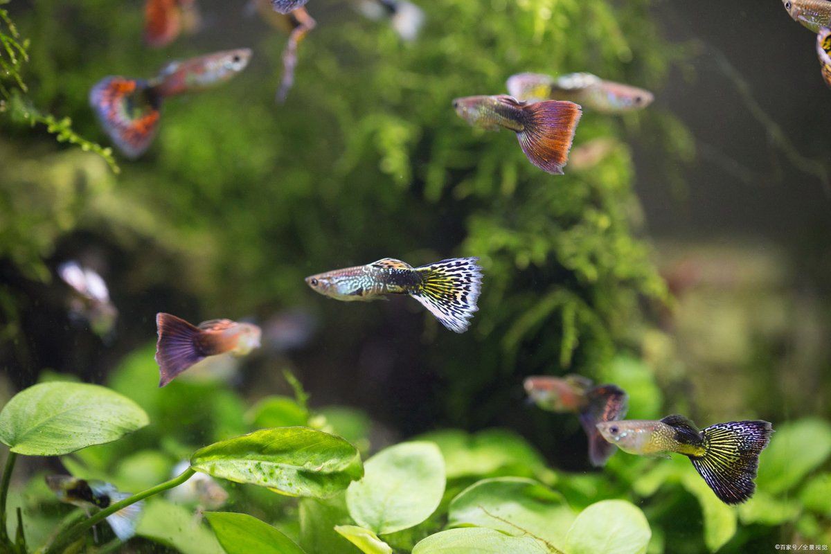 孔雀魚1～3個月成長圖【“孔雀魚1～3個月成長圖”系統(tǒng)記錄了該物種早期發(fā)育的關(guān)鍵階段】