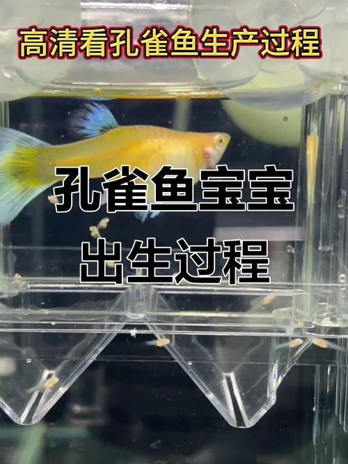 孔雀魚1～3個月成長圖【“孔雀魚1～3個月成長圖”系統(tǒng)記錄了該物種早期發(fā)育的關(guān)鍵階段】