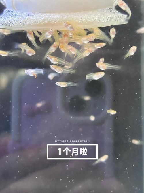孔雀魚1～3個月成長圖【“孔雀魚1～3個月成長圖”系統(tǒng)記錄了該物種早期發(fā)育的關(guān)鍵階段】