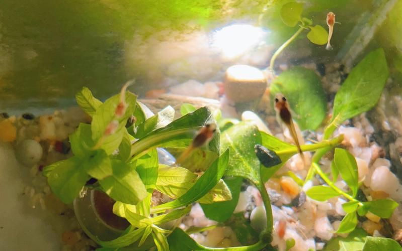 孔雀魚1～3個月成長圖【“孔雀魚1～3個月成長圖”系統(tǒng)記錄了該物種早期發(fā)育的關(guān)鍵階段】