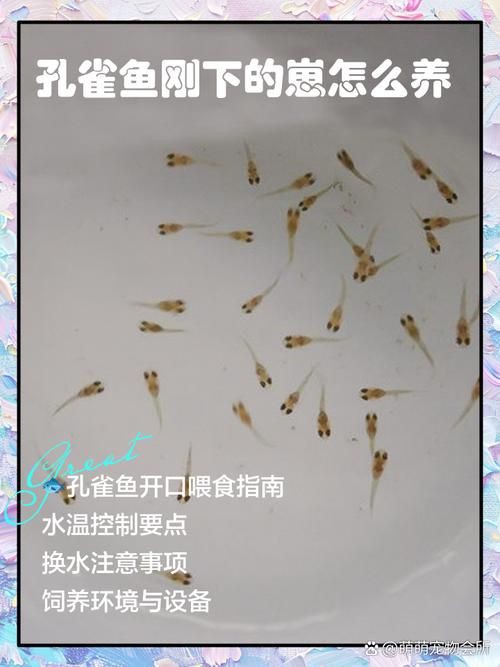 孔雀魚1～3個月成長圖【“孔雀魚1～3個月成長圖”系統(tǒng)記錄了該物種早期發(fā)育的關(guān)鍵階段】