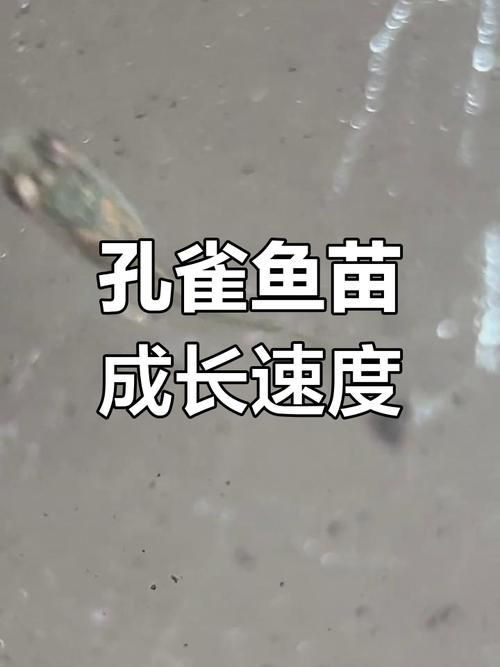 孔雀魚1～3個月成長圖【“孔雀魚1～3個月成長圖”系統(tǒng)記錄了該物種早期發(fā)育的關(guān)鍵階段】