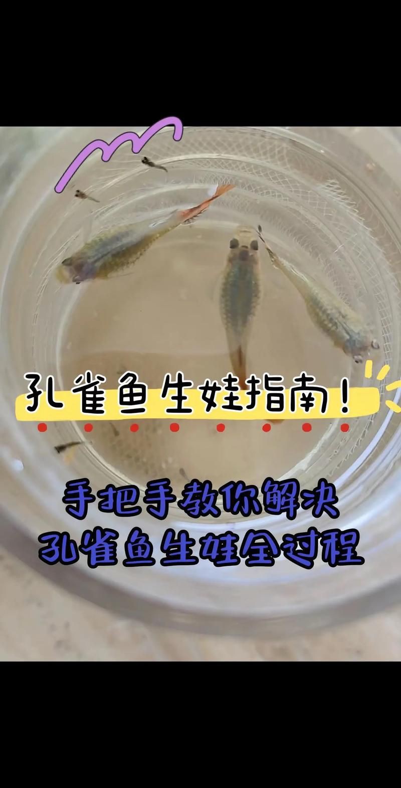 孔雀魚1～3個月成長圖【“孔雀魚1～3個月成長圖”系統(tǒng)記錄了該物種早期發(fā)育的關(guān)鍵階段】