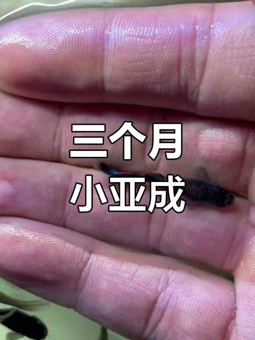 孔雀魚1～3個(gè)月成長圖【“孔雀魚1～3個(gè)月成長圖”系統(tǒng)記錄了該物種早期發(fā)育的關(guān)鍵階段】