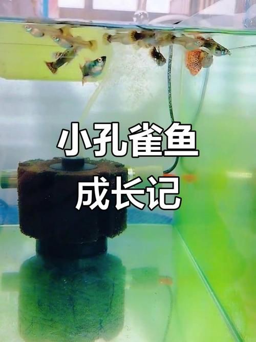 孔雀魚1～3個月成長圖【“孔雀魚1～3個月成長圖”系統(tǒng)記錄了該物種早期發(fā)育的關(guān)鍵階段】
