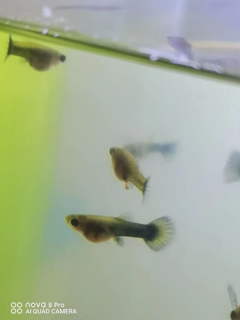 孔雀魚1～3個月成長圖【“孔雀魚1～3個月成長圖”系統(tǒng)記錄了該物種早期發(fā)育的關(guān)鍵階段】