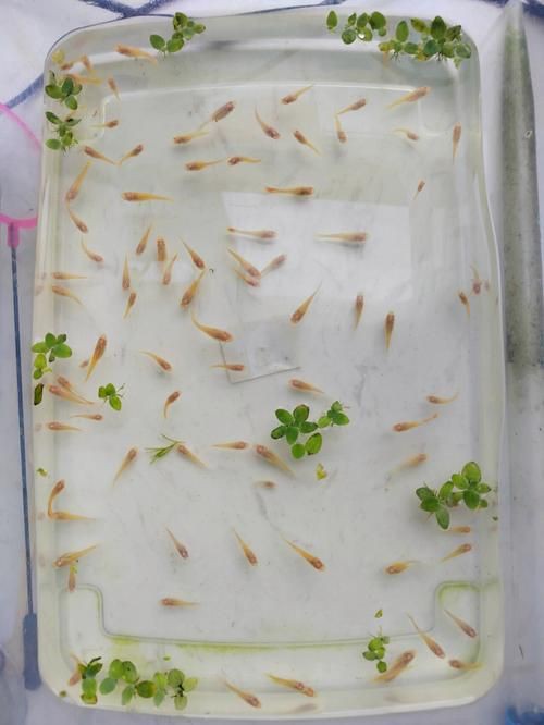 孔雀魚1～3個月成長圖【“孔雀魚1～3個月成長圖”系統(tǒng)記錄了該物種早期發(fā)育的關(guān)鍵階段】