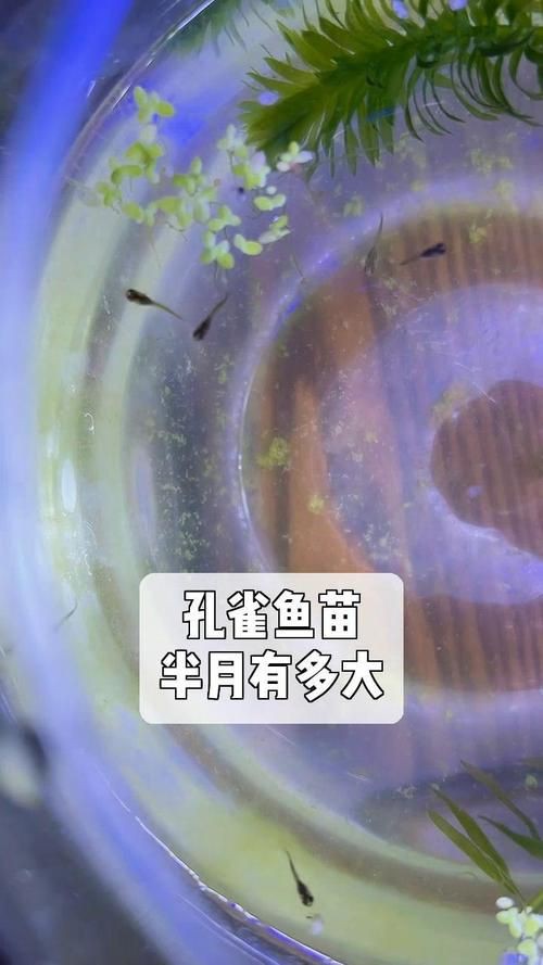 孔雀魚1～3個月成長圖【“孔雀魚1～3個月成長圖”系統(tǒng)記錄了該物種早期發(fā)育的關(guān)鍵階段】