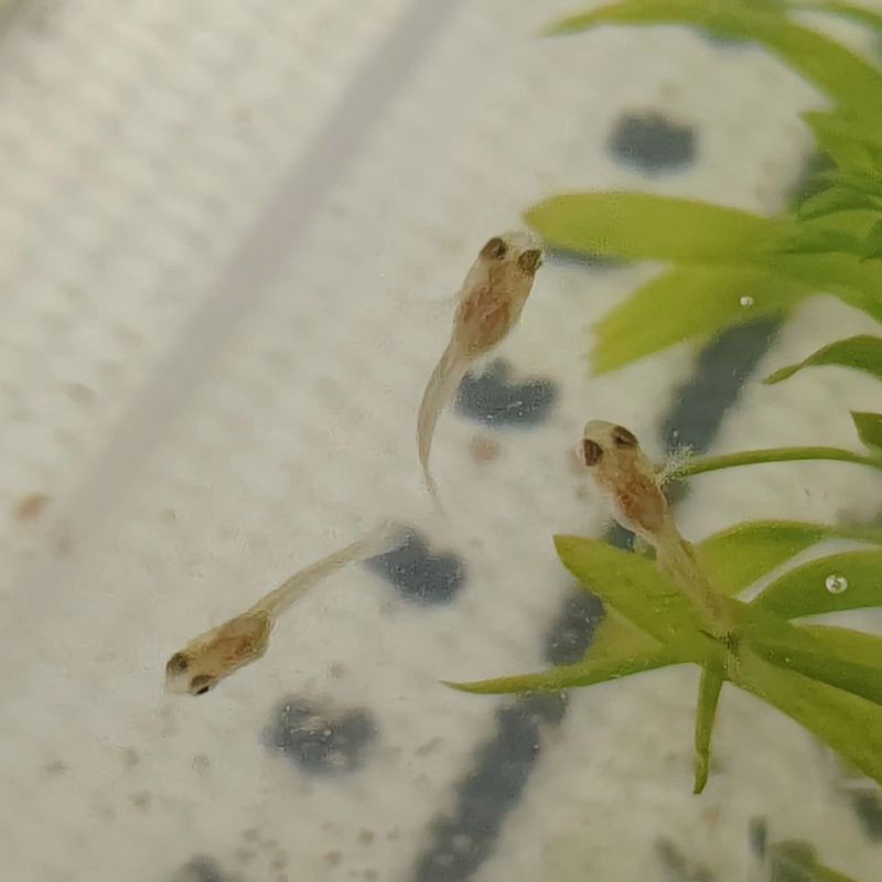 孔雀魚1～3個月成長圖【“孔雀魚1～3個月成長圖”系統(tǒng)記錄了該物種早期發(fā)育的關(guān)鍵階段】