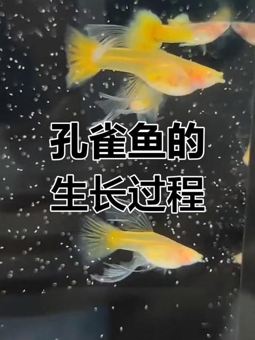 孔雀魚1～3個(gè)月成長圖【“孔雀魚1～3個(gè)月成長圖”系統(tǒng)記錄了該物種早期發(fā)育的關(guān)鍵階段】