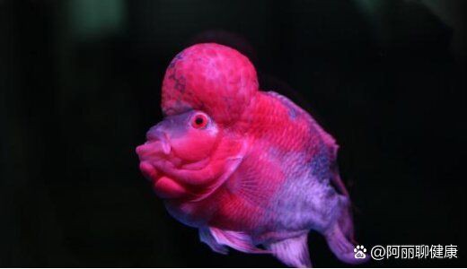 魚腸炎自愈后還會(huì)復(fù)發(fā)嗎？【養(yǎng)魚老道，魚得了腸炎會(huì)自愈嗎】 魚腸炎自愈后還會(huì)復(fù)發(fā)嗎？【養(yǎng)魚老道，魚得了腸炎會(huì)自愈嗎】 龍魚百科 第9張