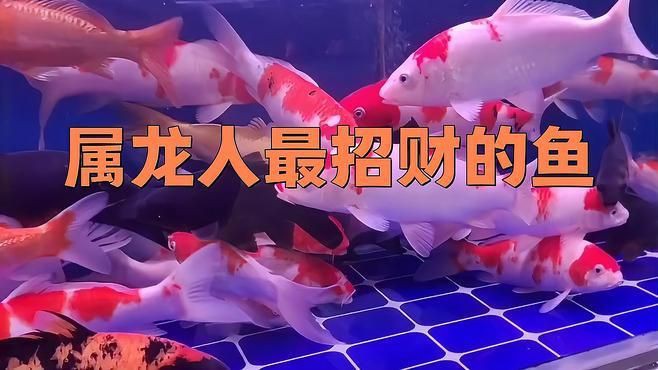 屬龍的人養(yǎng)魚顏色有什么講究？【屬龍之人養(yǎng)什么顏色的魚最好】 屬龍的人養(yǎng)魚顏色有什么講究？【屬龍之人養(yǎng)什么顏色的魚最好】 龍魚百科 第6張