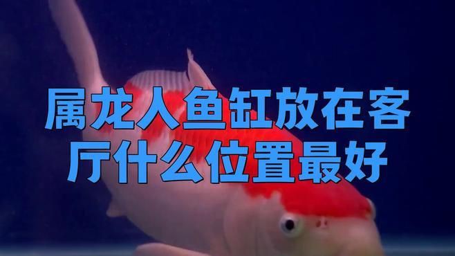 屬龍的人養(yǎng)魚顏色有什么講究？【屬龍之人養(yǎng)什么顏色的魚最好】 屬龍的人養(yǎng)魚顏色有什么講究？【屬龍之人養(yǎng)什么顏色的魚最好】 龍魚百科 第7張