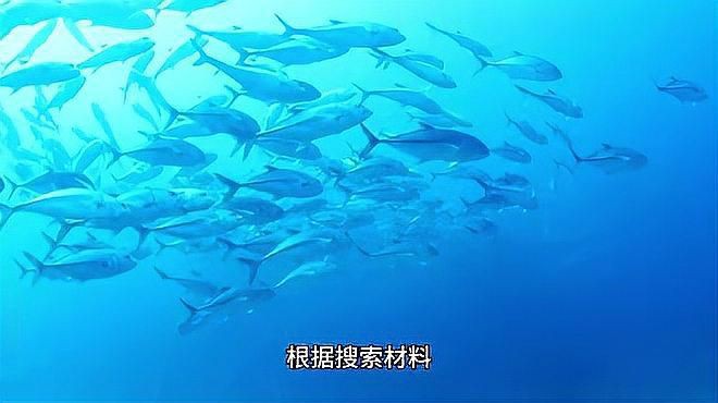 養藍鯊的10大忠告【《養藍鯊的10大忠告》】