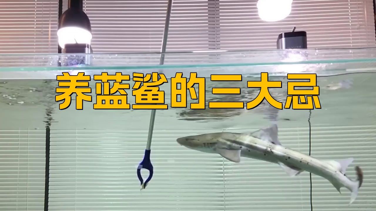 養藍鯊的10大忠告【《養藍鯊的10大忠告》】