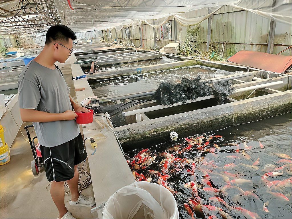 曲阜龍魚店【曲阜商貿(mào)城有賣魚缸的嗎多少錢一條啊】