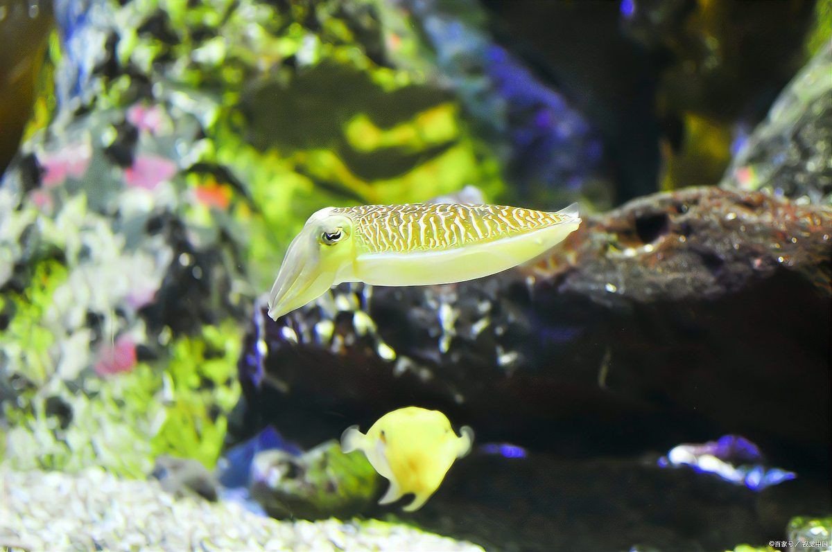 魚缸有菌怎么徹底清理【魚缸有菌怎么清理】