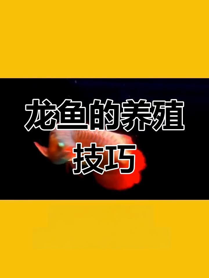 星點龍魚的最佳飼養環境是怎樣的？【星點龍魚飼養水質管理全攻略:如何換水避免水溫波動】