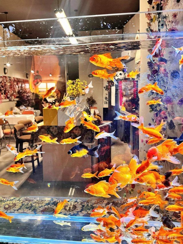 北流水族店【北流水族店哪家口碑最好】