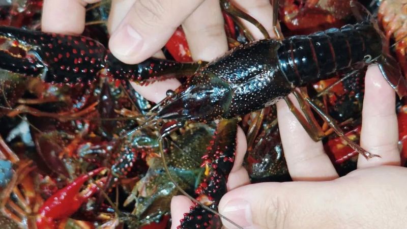 柳北龍魚店【柳州11家“第二批廣西非遺美食體驗(yàn)店”都有哪些】