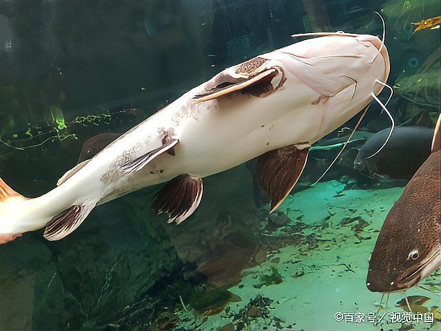 寄生蟲最多的魚【三類寄生蟲高危魚類及其防控策略】 寄生蟲最多的魚【三類寄生蟲高危魚類及其防控策略】 龍魚論壇 第1張