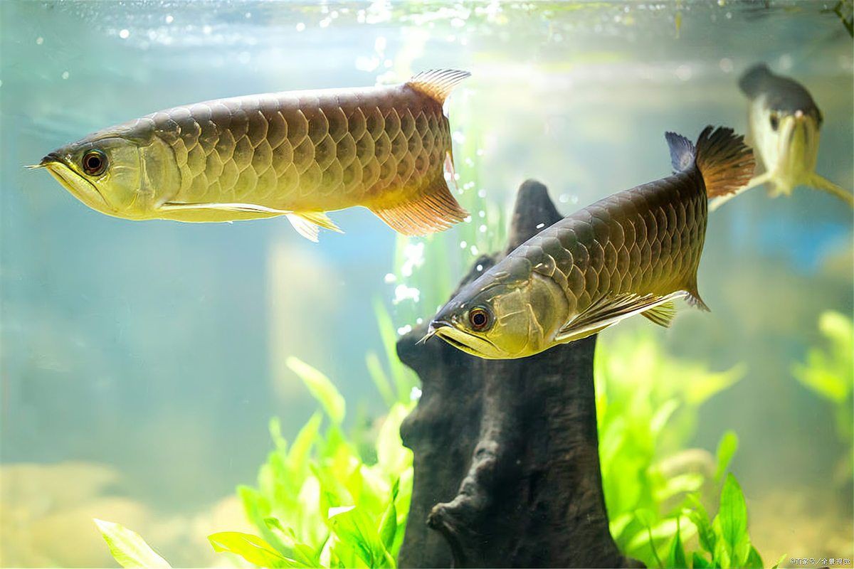 如何飼養七鰭過背金龍【如何飼養七鰭過背金龍魚飼養教程熱帶魚龍魚飼養教程】