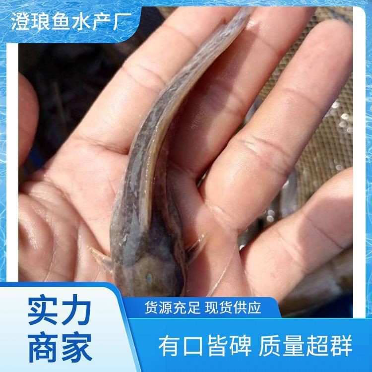 廣東收購埃及魚廠家【廣東地區埃及魚收購廠家】 廣東收購埃及魚廠家【廣東地區埃及魚收購廠家】 龍魚論壇 第1張