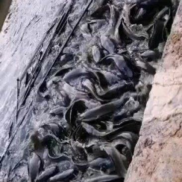 廣東收購埃及魚廠家【廣東地區埃及魚收購廠家】 廣東收購埃及魚廠家【廣東地區埃及魚收購廠家】 龍魚論壇 第4張