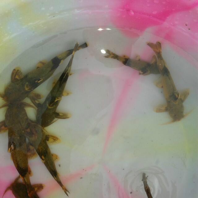 石爬子魚圖片大全【平武石爬子魚】