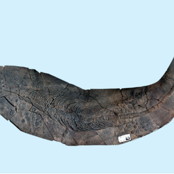 關(guān)嶺龍魚(yú)店，關(guān)嶺的龍魚(yú)店哪個(gè)口碑最好 關(guān)嶺龍魚(yú)店，關(guān)嶺的龍魚(yú)店哪個(gè)口碑最好 全國(guó)水族館企業(yè)名錄 第5張