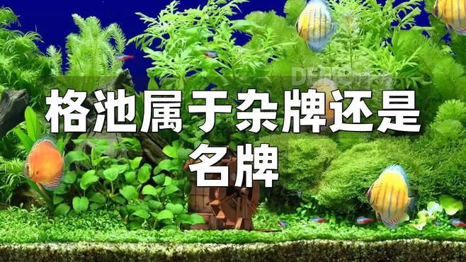 格池是森森高端品牌嗎【格池和森森什么關系？】