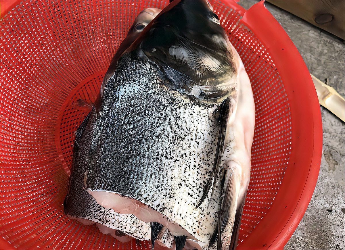 石斑魚屬于什么檔次【石斑魚屬于我國港澳四大名魚之%